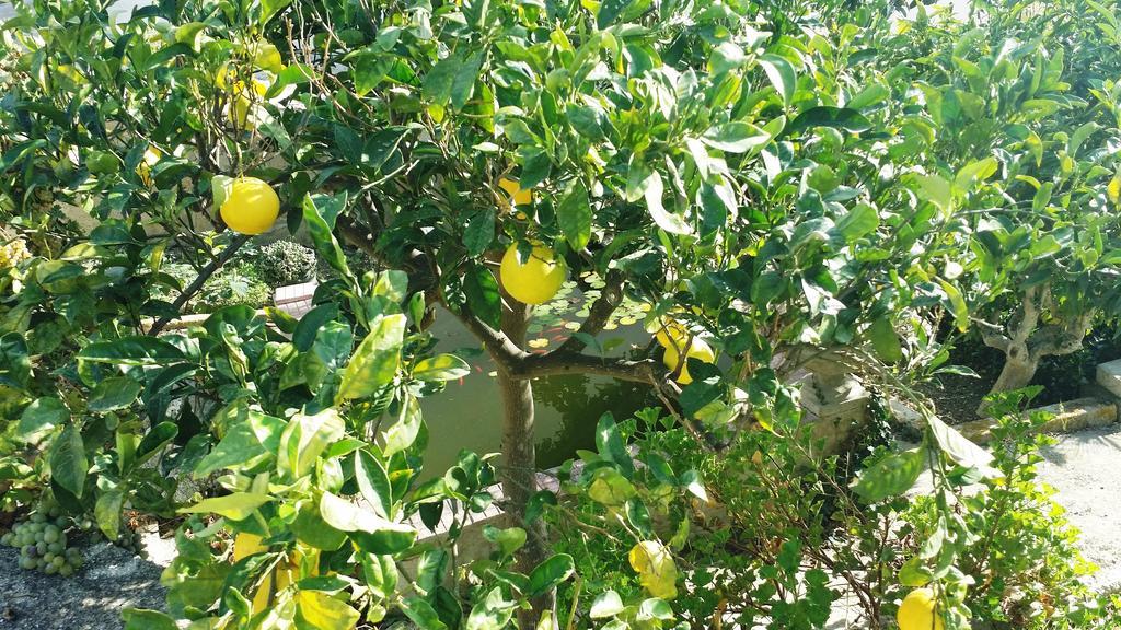 Sole E Fiori Di Sicilia Apartamento Valderice Exterior foto