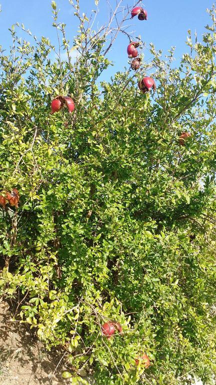Sole E Fiori Di Sicilia Apartamento Valderice Exterior foto