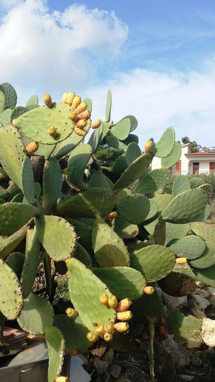 Sole E Fiori Di Sicilia Apartamento Valderice Exterior foto